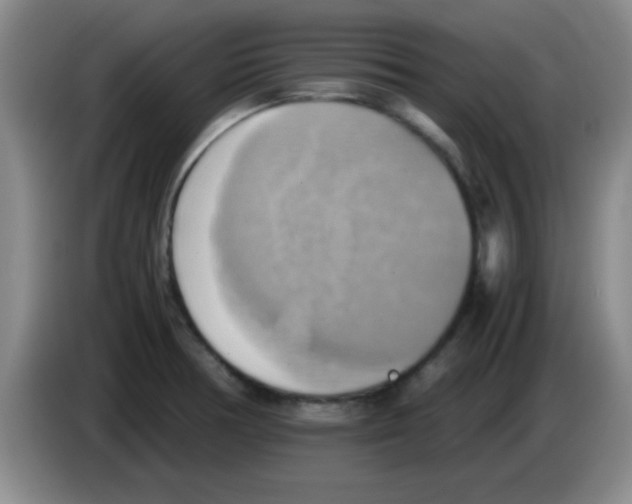 X0000083561378200703091607