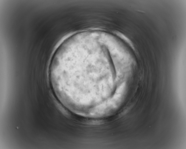 X0000083561423200703091607