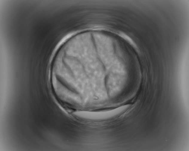 X0000083561424200703091607