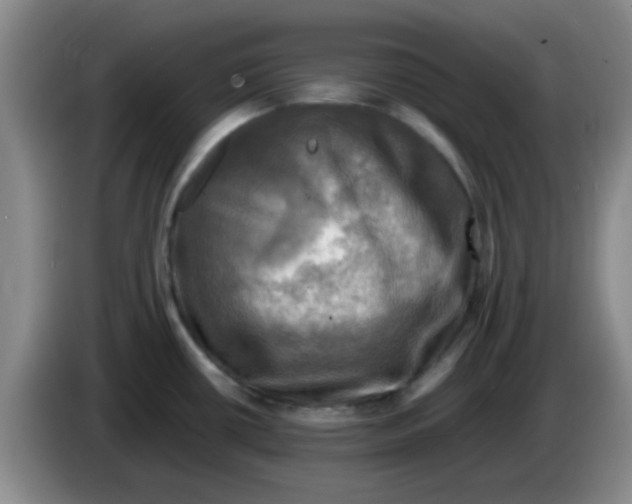 X0000083561434200703091607