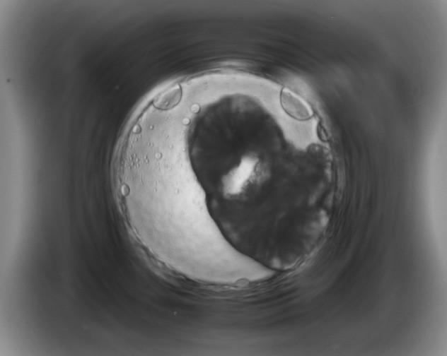 X0000083561435200703091607