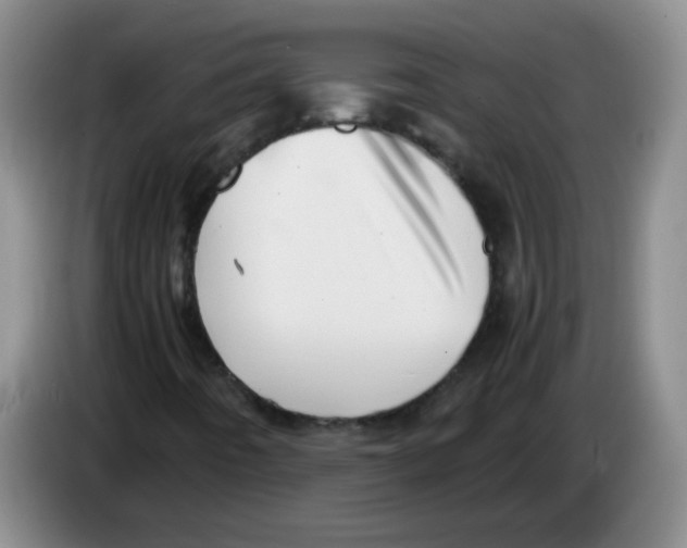 X0000083561442200703091606