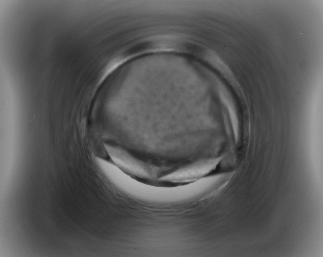 X0000083561465200703091606