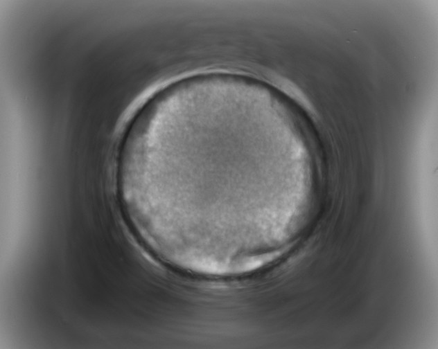 X0000083561504200703091605