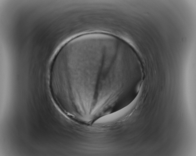 X0000083561508200703091605