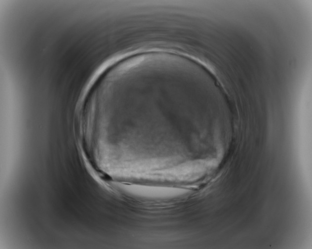 X0000083561515200703091605