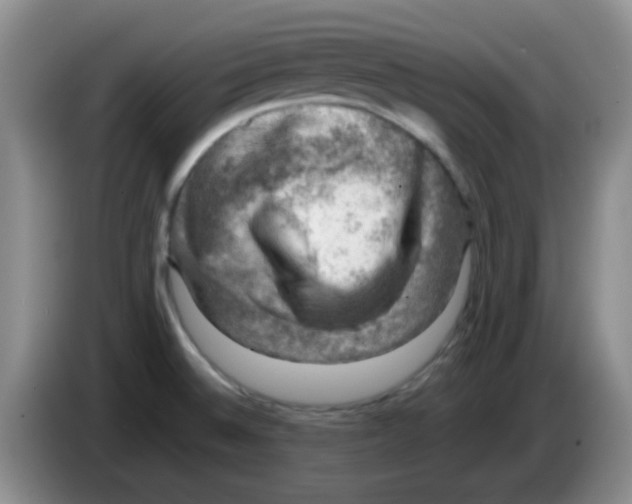 X0000083561524200703091606