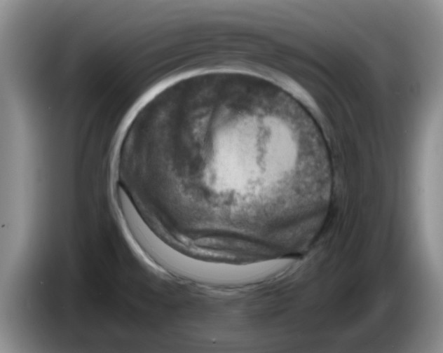 X0000083561528200703091606