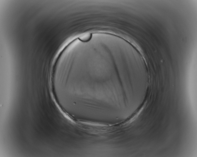 X0000083561533200703091606