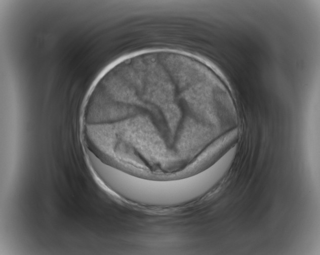 X0000083561535200703091606