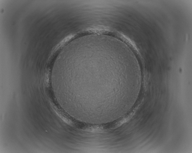 X0000083570065200702091104