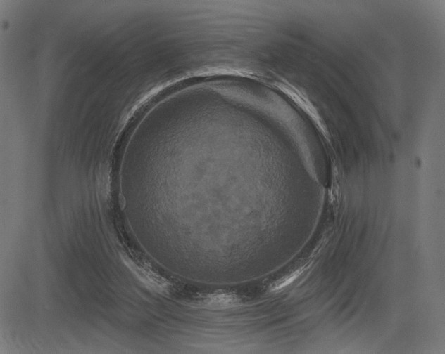 X0000083570204200702091102