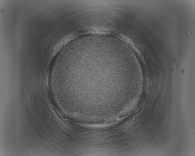 X0000083570299200702091100