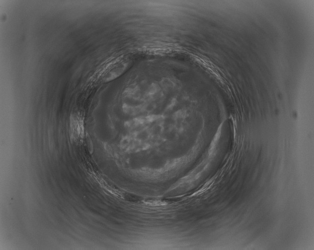 X0000083571155200702091046