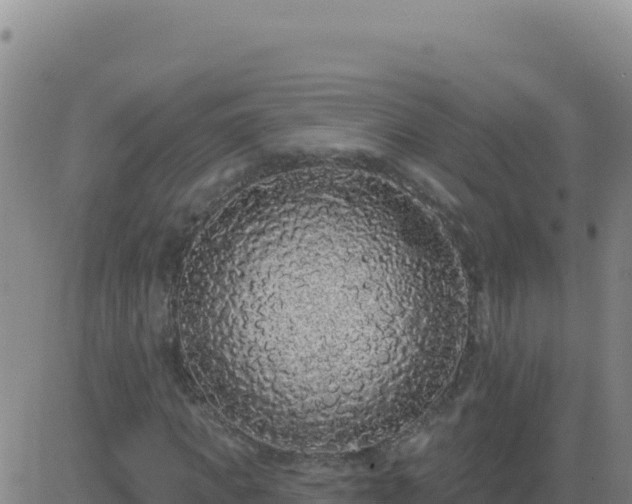 X0000083570917200702162049