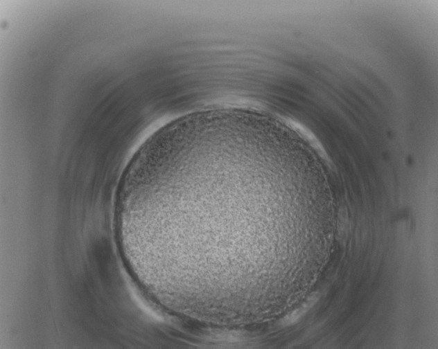X0000083571039200702162048