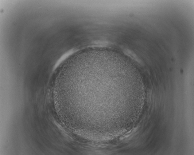 X0000083571208200702162044