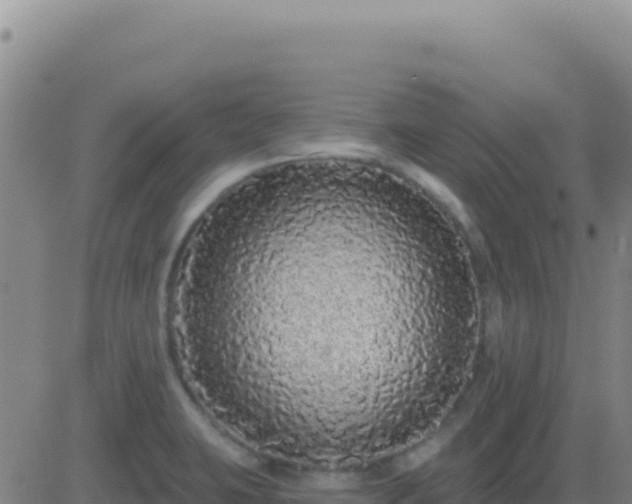 X0000083571423200702162041