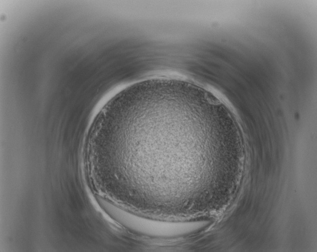 X0000083571440200702162042