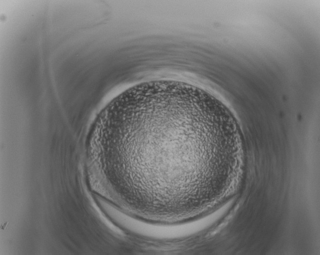 X0000083571525200702162040