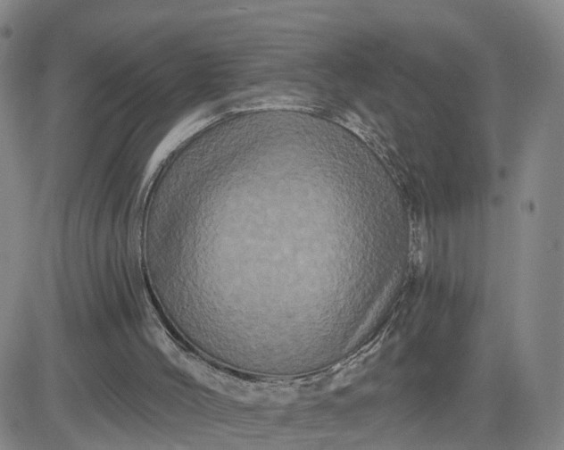 X0000083570004200702231641