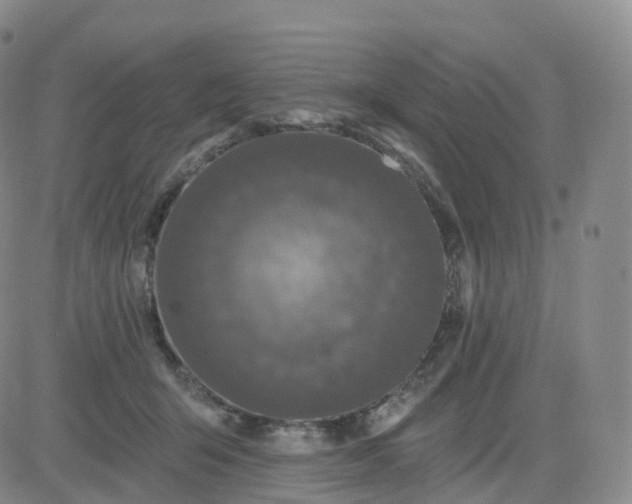 X0000083570415200702231635