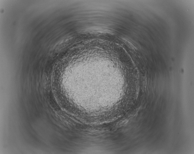 X0000083570917200702231625