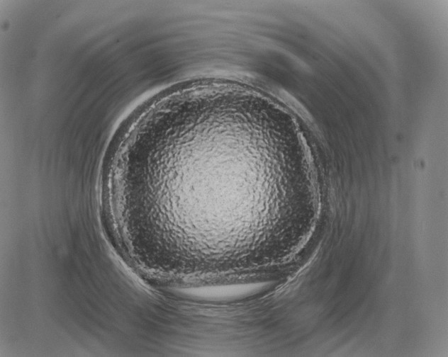 X0000083571028200702231624