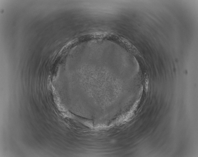 X0000083571204200702231621