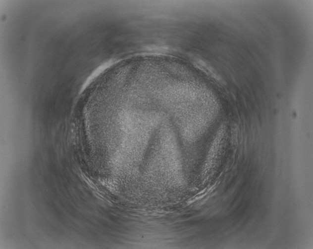 X0000083571208200702231621