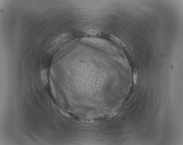 X0000083571347200702231619