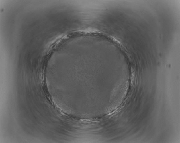 X0000083571398200702231617