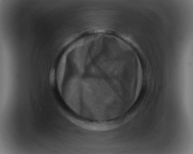 X0000083570024200703021759