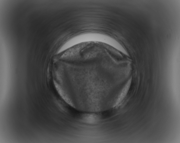 X0000083570074200703021758
