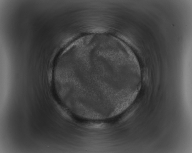 X0000083570206200703021756