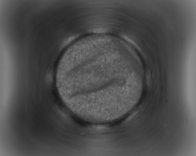 X0000083570208200703021756