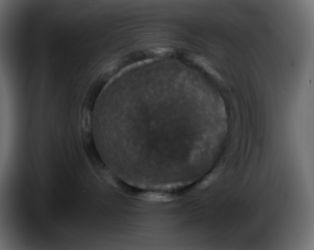 X0000083570528200703021750