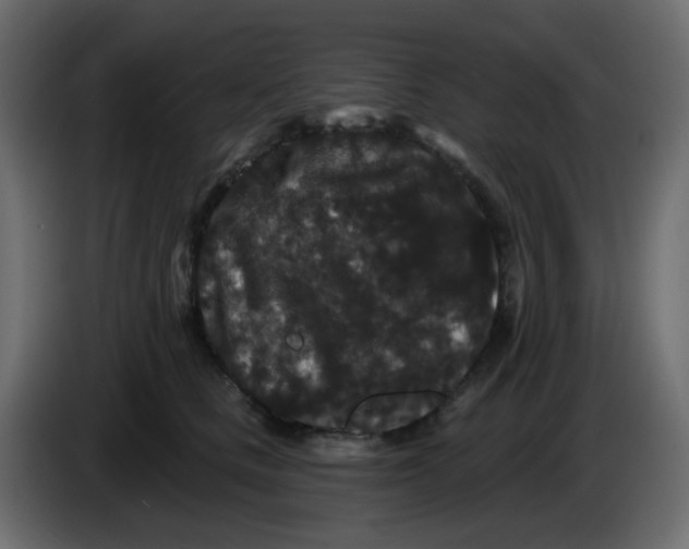 X0000083570661200703021748