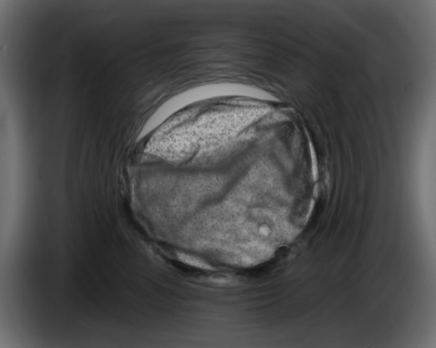 X0000083570666200703021748