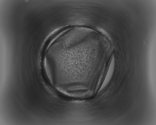 X0000083570680200703021747