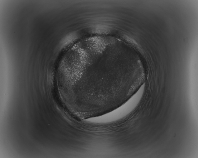 X0000083570735200703021746