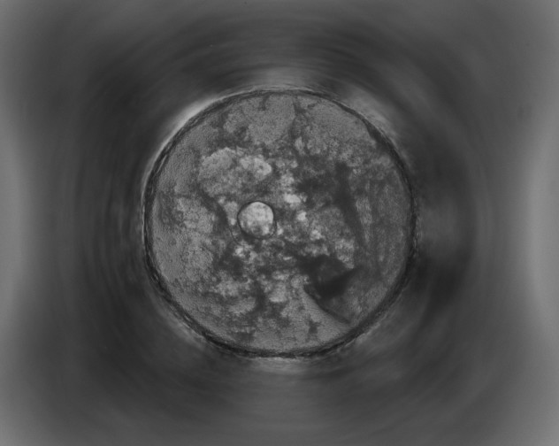 X0000083570836200703021744