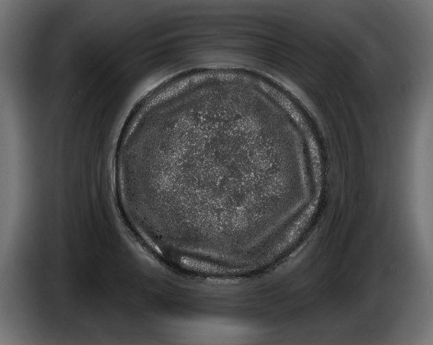 X0000083570840200703021744