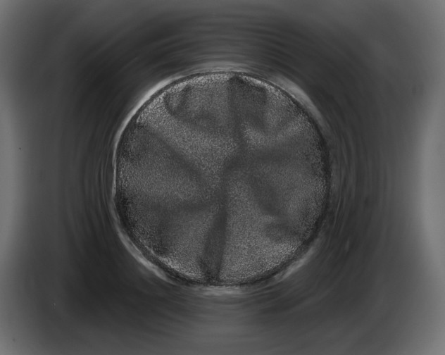 X0000083570844200703021745