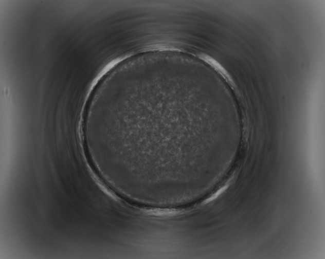 X0000083570893200703021744
