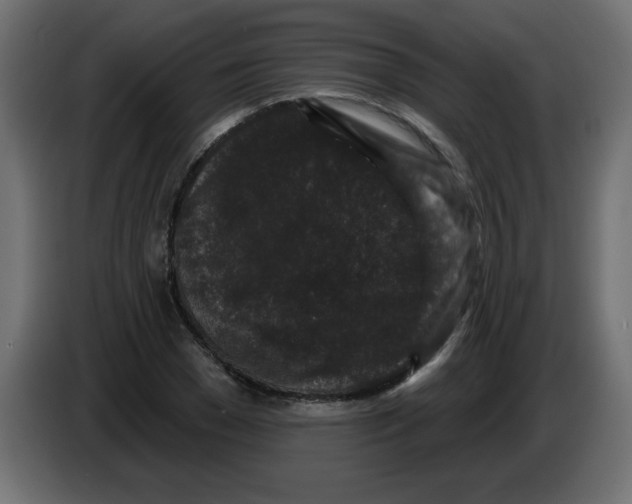 X0000083570977200703021742