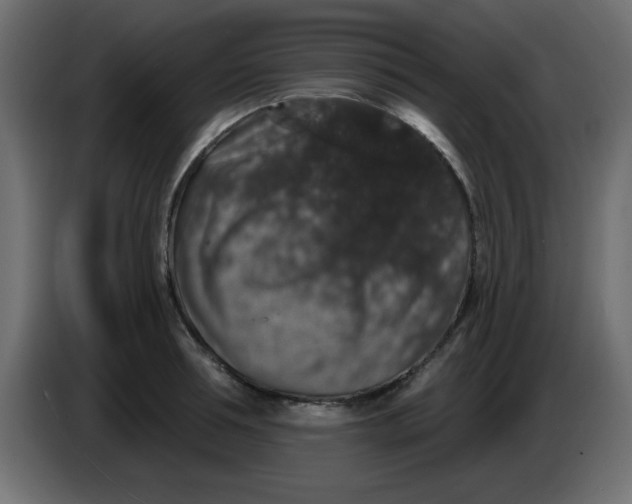 X0000083570994200703021742