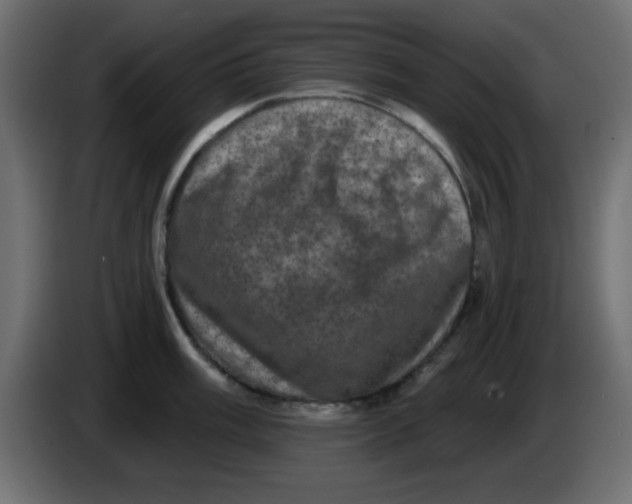 X0000083571003200703021742
