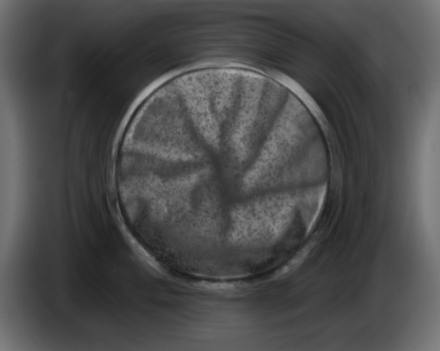 X0000083571004200703021742