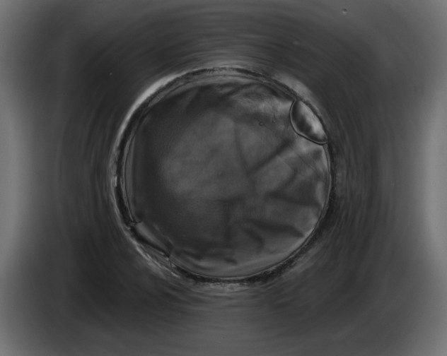 X0000083571024200703021741